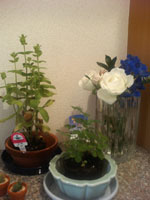 鉢植えと花～